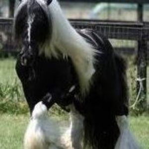 Meet your Posher, Steve